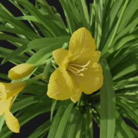 Alternative view of Daylily (v9)