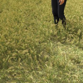 Alternative view of Wall Barley (v1)