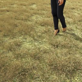 Alternative view of Wall Barley (v2)