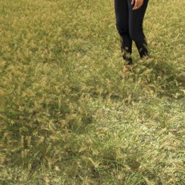 Alternative view of Wall Barley (v4)