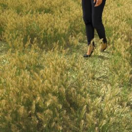 Alternative view of Wall Barley (v5)