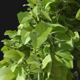 Alternative view of European Hornbeam (v1)