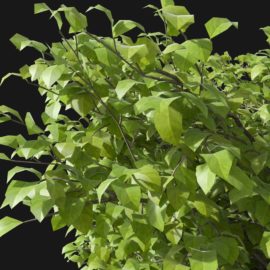 Alternative view of European Hornbeam (v2)