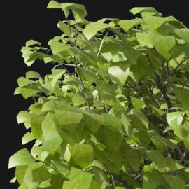 Alternative view of European Hornbeam (v3)