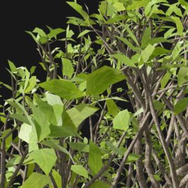 Alternative view of European Hornbeam (v4)