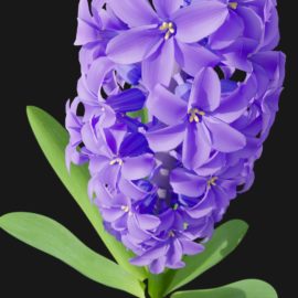 Alternative view of Hyacinth Orchid (v1)