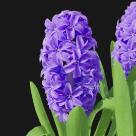 Alternative view of Hyacinth Orchid (v10)