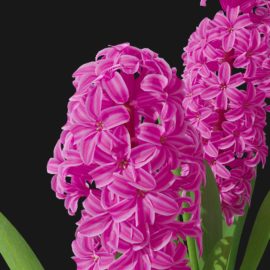 Alternative view of Hyacinth Orchid (v11)