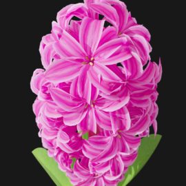 Alternative view of Hyacinth Orchid (v2)