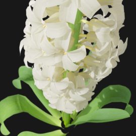 Alternative view of Hyacinth Orchid (v3)