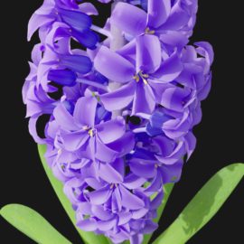 Alternative view of Hyacinth Orchid (v4)