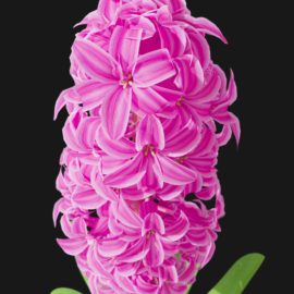 Alternative view of Hyacinth Orchid (v5)