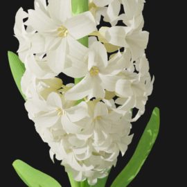 Alternative view of Hyacinth Orchid (v6)