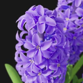 Alternative view of Hyacinth Orchid (v7)