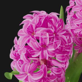 Alternative view of Hyacinth Orchid (v8)