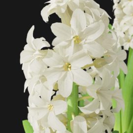 Alternative view of Hyacinth Orchid (v9)