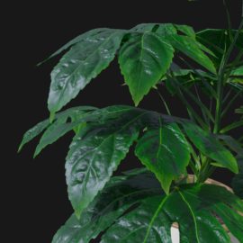Alternative view of Japanese Aralia (v1)
