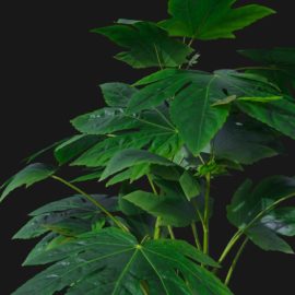 Alternative view of Japanese Aralia (v2)