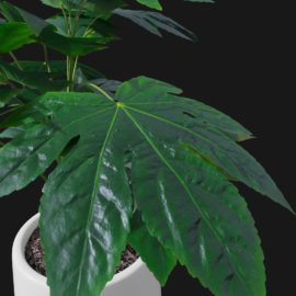 Alternative view of Japanese Aralia (v3)