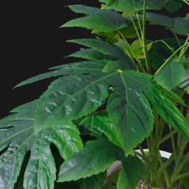 Alternative view of Japanese Aralia (v4)