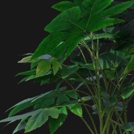 Alternative view of Japanese Aralia (v5)