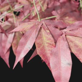 Alternative view of Japanese Maple (v1)