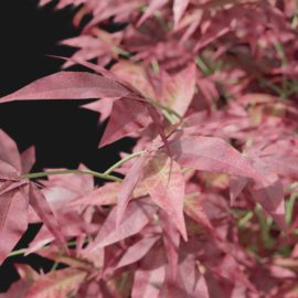 Alternative view of Japanese Maple (v2)