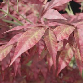 Alternative view of Japanese Maple (v3)