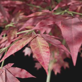 Alternative view of Japanese Maple (v4)