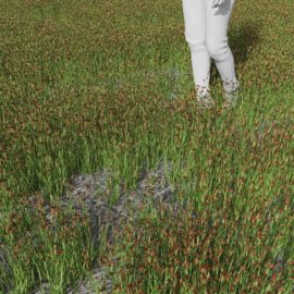 Alternative view of Swordleaf Rush (v1)