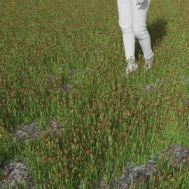 Alternative view of Swordleaf Rush (v2)