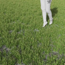 Alternative view of Swordleaf Rush (v3)