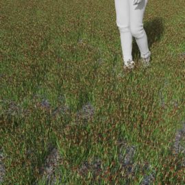 Alternative view of Swordleaf Rush (v4)