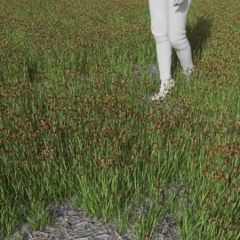 Alternative view of Swordleaf Rush (v5)