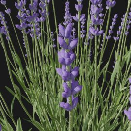 Alternative view of Lavender (v1)