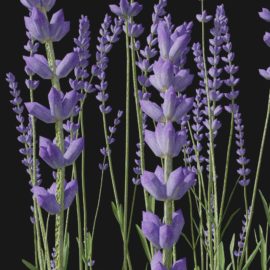 Alternative view of Lavender (v2)