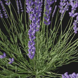 Alternative view of Lavender (v3)