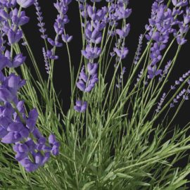 Alternative view of Lavender (v4)