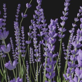 Alternative view of Lavender (v5)