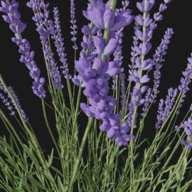 Alternative view of Lavender (v6)