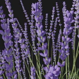 Alternative view of Lavender (v7)