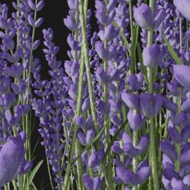 Alternative view of Lavender (v8)
