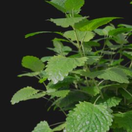 Alternative view of Lemon Balm (v1)