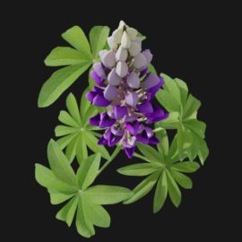 Alternative view of Lupin (v1)