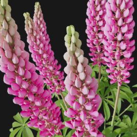 Alternative view of Lupin (v10)