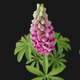 Alternative view of Lupin (v2)