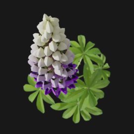 Alternative view of Lupin (v3)