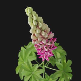 Alternative view of Lupin (v4)