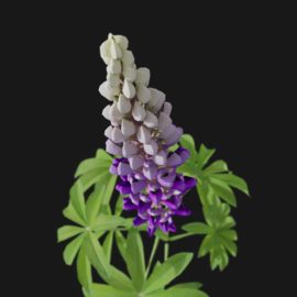 Alternative view of Lupin (v5)
