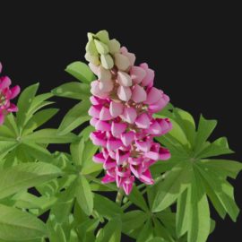 Alternative view of Lupin (v6)